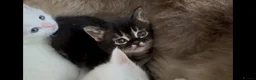 Munchkin cats for sale: Sweetest Personality Guaranteed-Fur Babies 🤗 - Advert 11