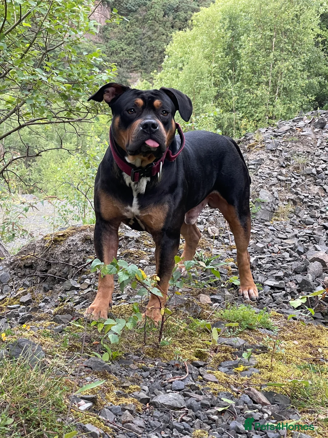 American Bully dogs for stud: Standard American Bully in Alva - Advert 3