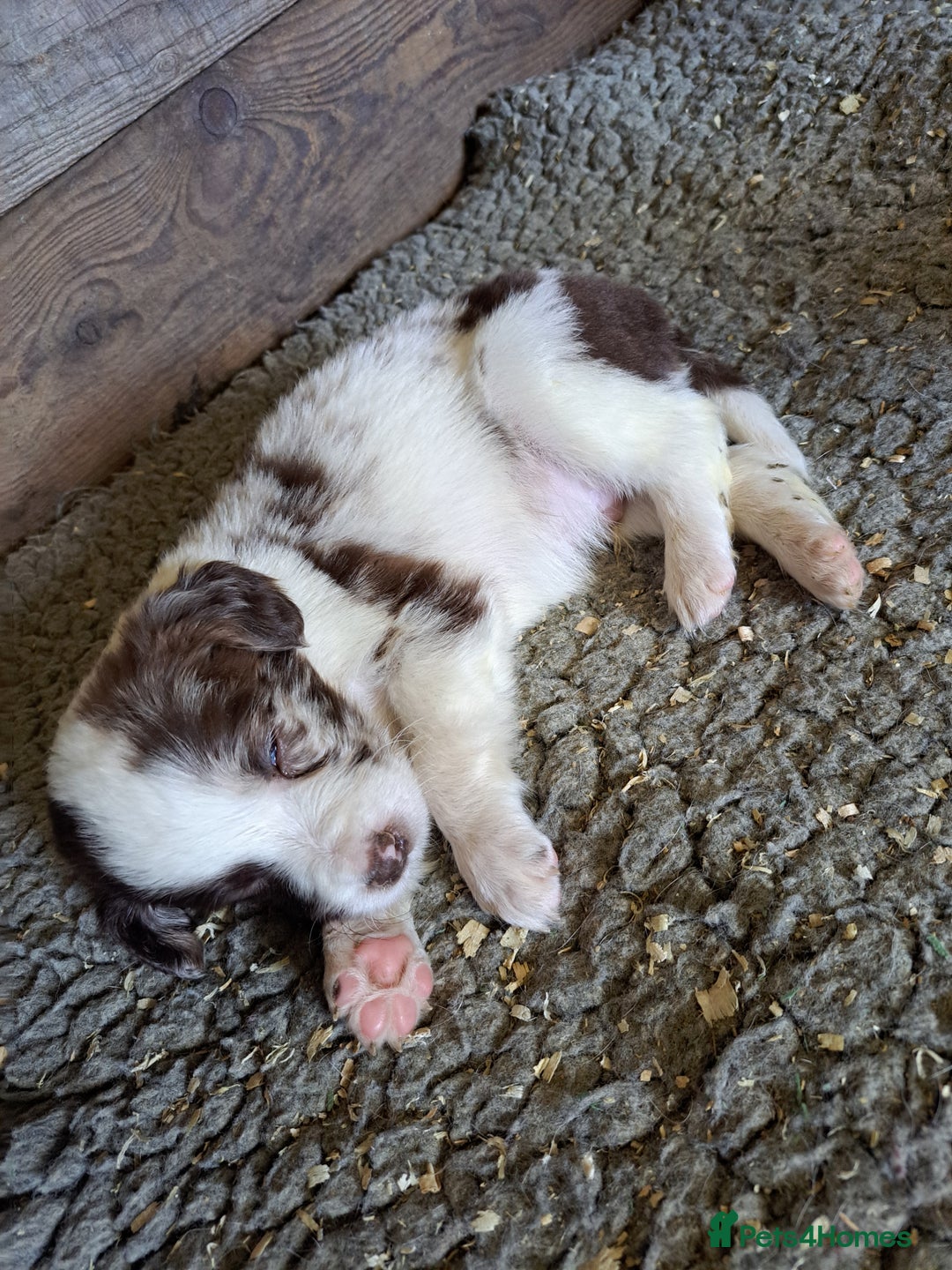 Mixed Breed dogs for sale: Mixed breed rainbow of colours  - Image 6