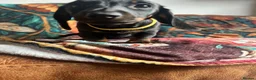 Miniature Dachshund dogs for sale: Miniature dachshund pups - Advert 34