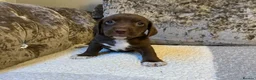 Mixed Breed dogs for sale: Cocker jacks - Advert 13