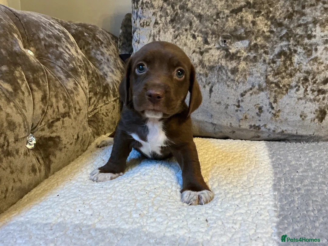 Mixed Breed dogs for sale: Cocker jacks - Advert 13