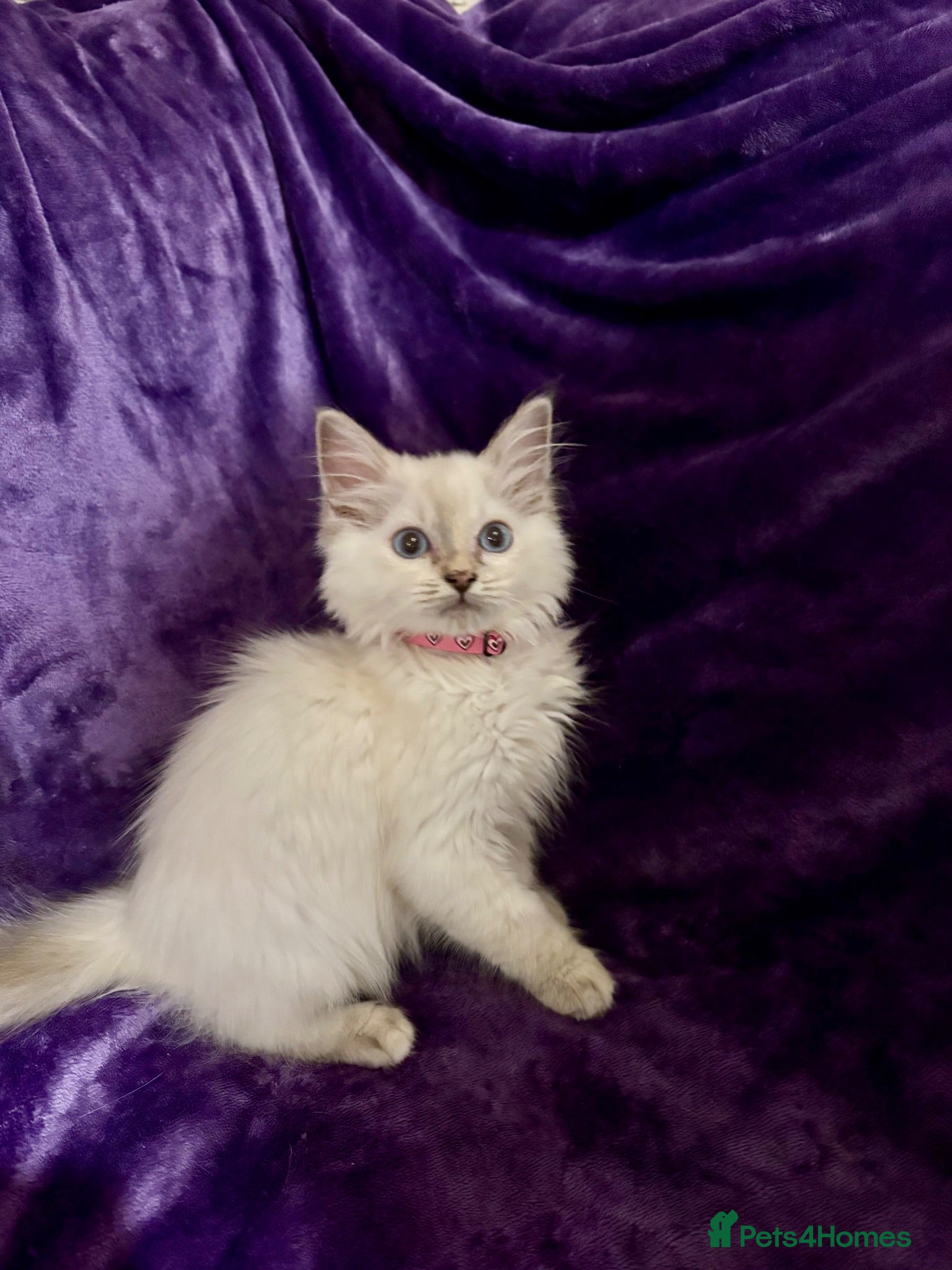 Ragdoll cats Ready Now. Beautiful Ragdoll Kittens GCCF Reg - Advert 1