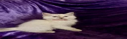 Ragdoll cats for sale: Beautiful GCCF Ragdoll Kittens  - Advert 9