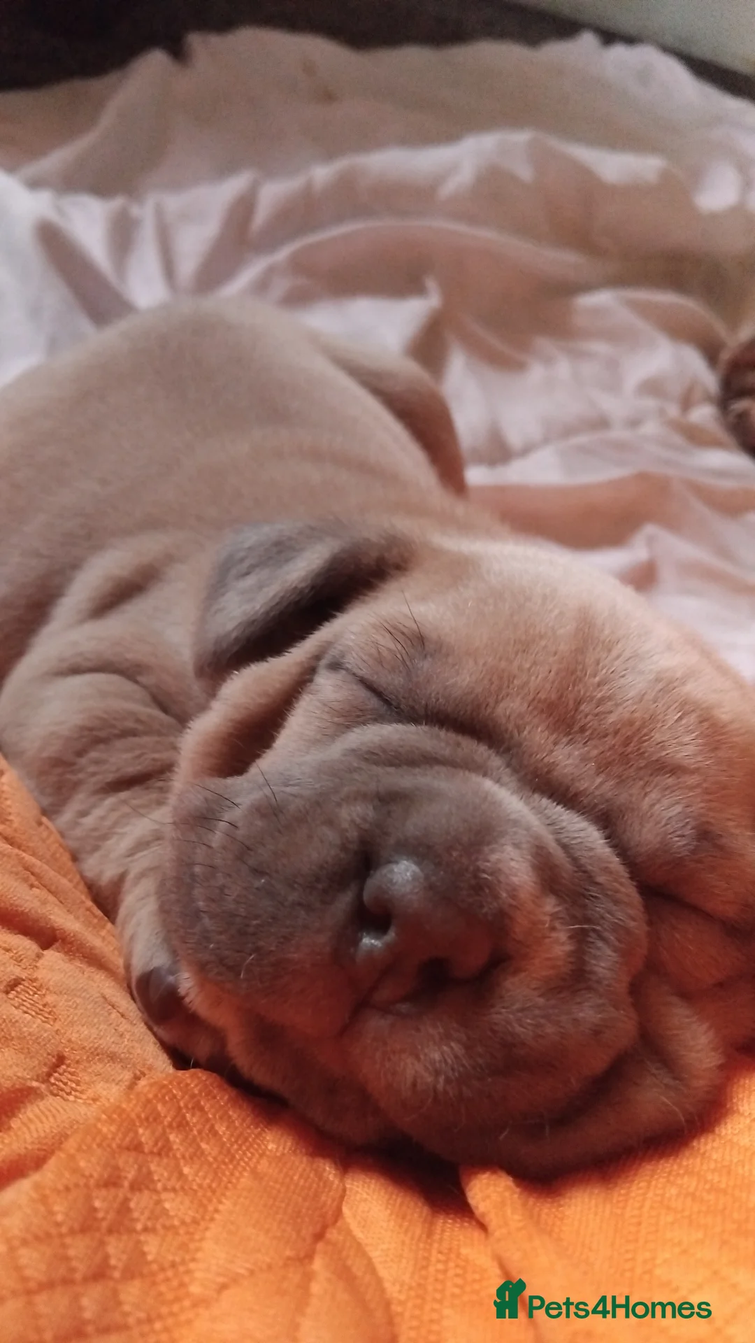 Mixed Breed dogs for sale: Exotic pocket bully cross  - Advert 7
