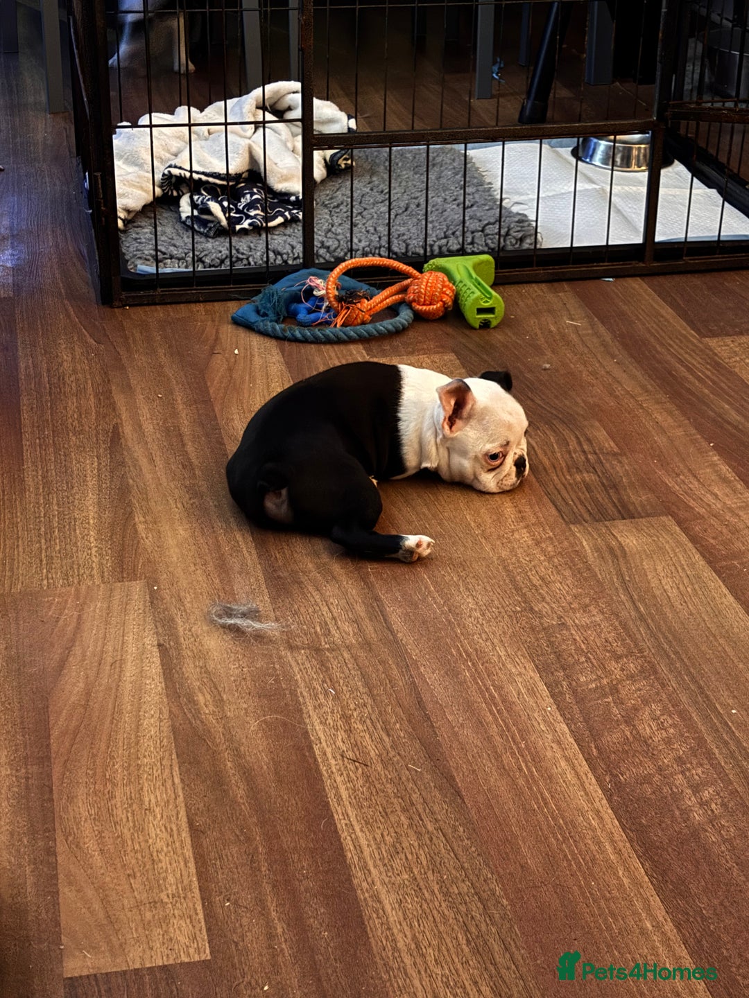 Boston Terrier dogs for sale: Stunning Boston terrier pups - Advert 5