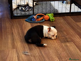 Boston Terrier dogs Stunning Boston terrier pup - Advert 7