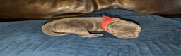 Staffordshire Bull Terrier dogs for sale: Full blue staffy pups - Advert 5