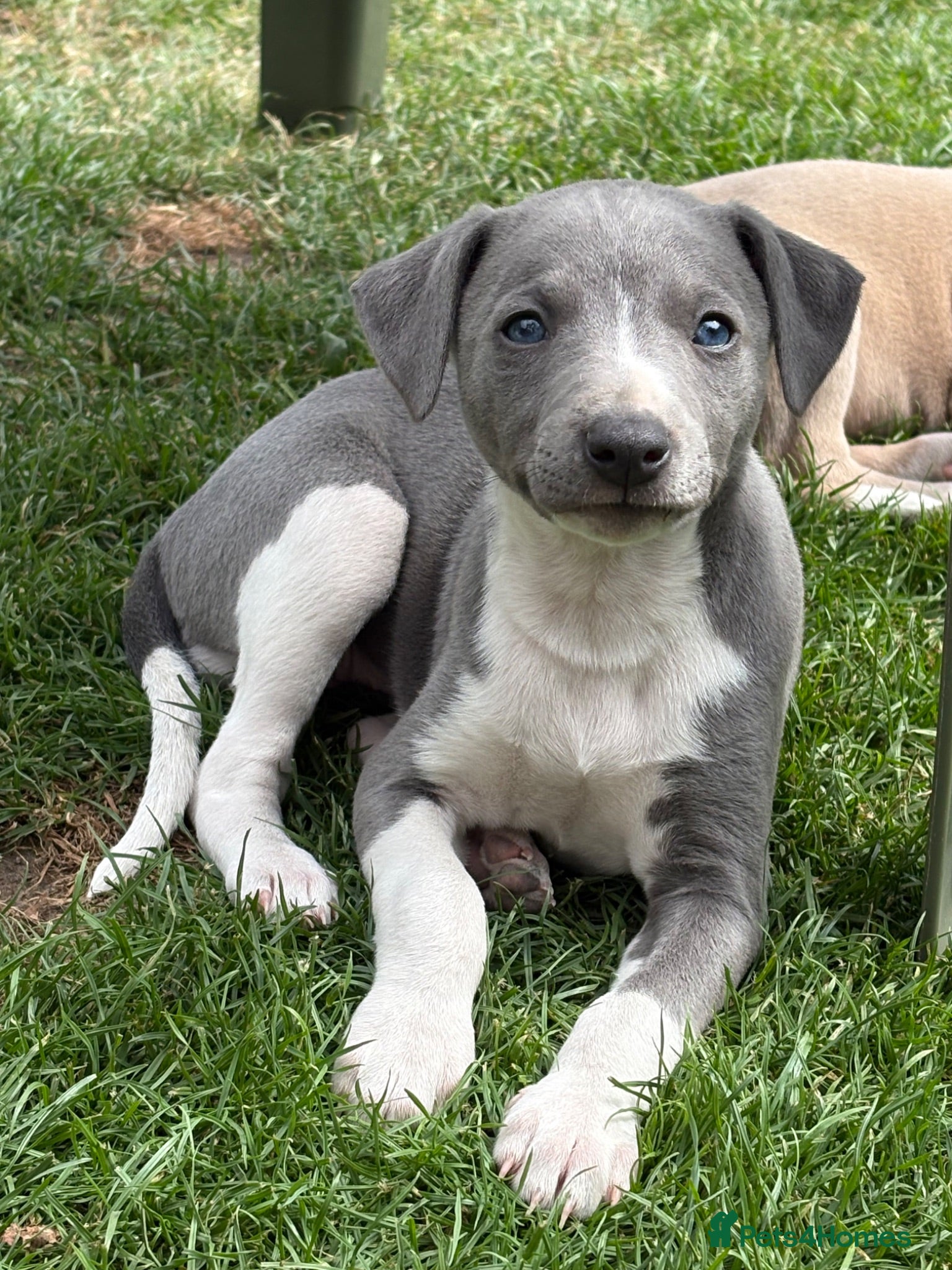 Whippet dogs STUNNING KC registered whippets for sale  - Advert 1