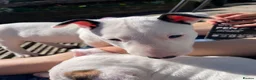 English Bull Terrier dogs for sale: Beautiful puppies in Edinburgh - Advert 9