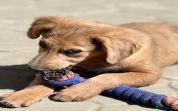 Mixed Breed dogs for adoption: THEO - a Superb Puppy Boy, for a Loving Home - Image 15