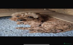 Cockapoo dogs for sale: Cockapoo puppies  - Image 17