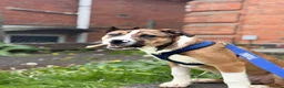 Mixed Breed dogs for sale: 24 week old staffy x border collie male  in Birmingham - Advert 6