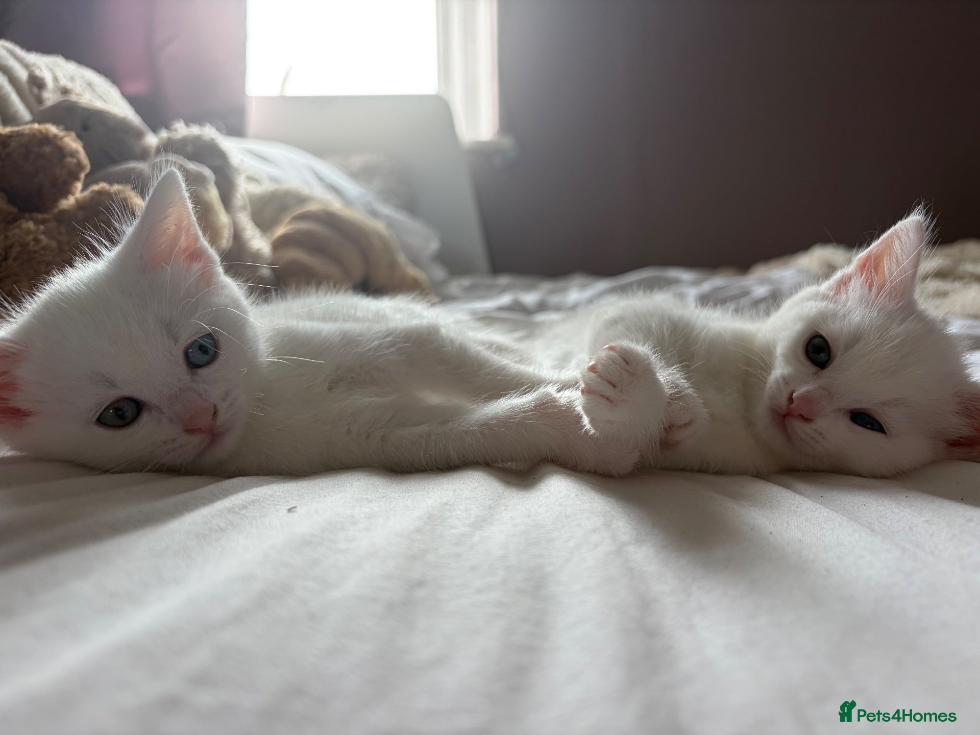 RagaMuffin cats Raggamuffin x kitten  - Advert 7