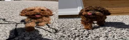 Cockapoo dogs for sale: Mum and daughter for sale  - Advert 1