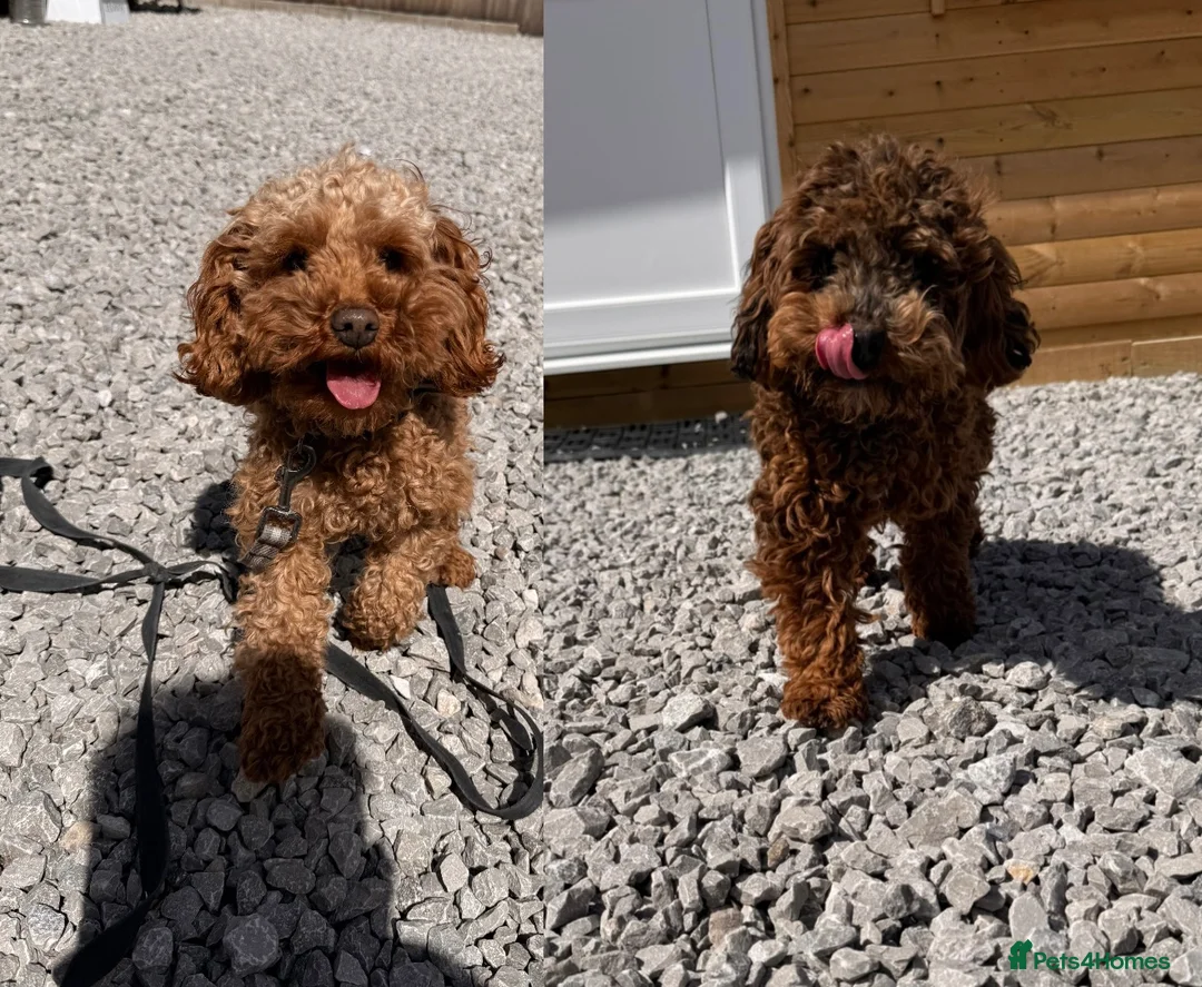 Cockapoo dogs for sale: Mum and daughter for sale  - Advert 1