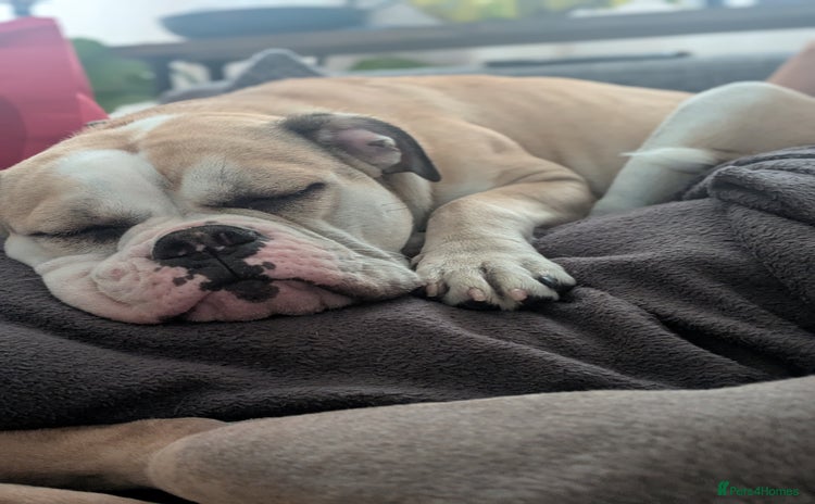 Olde English Bulldogge dogs - Advert 3