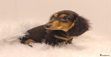 Miniature Dachshund dogs - Advert 3