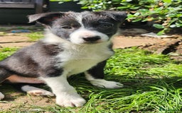 Border Collie dogs for sale: Only 1 Beautiful Border Collie Puppy left  - Image 1