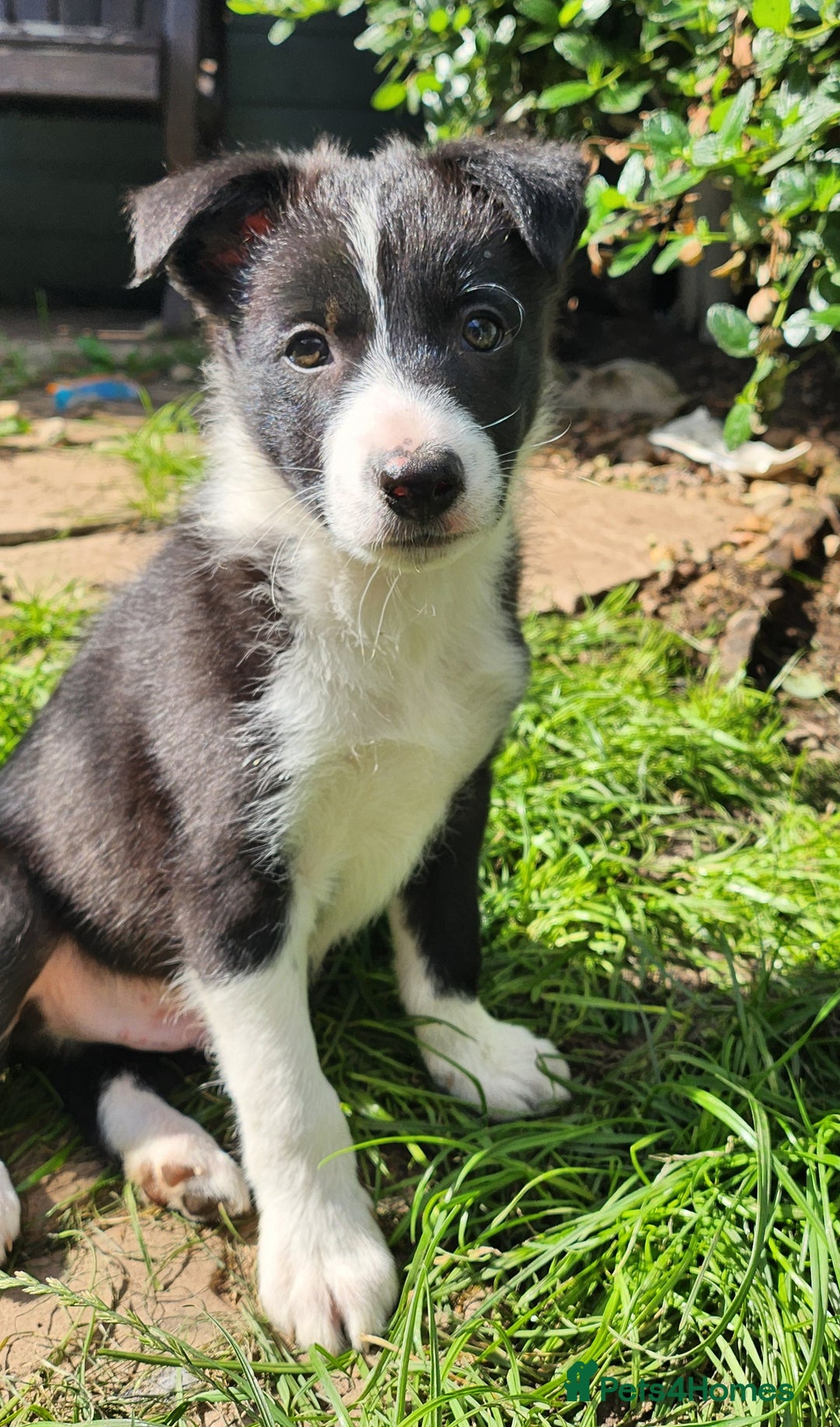 Border Collie dogs for sale: Only 1 Beautiful Border Collie Puppy left  - Image 1