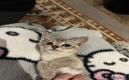 Burmese cats for sale: GCCF reg Pedigree Kittens - Image 4