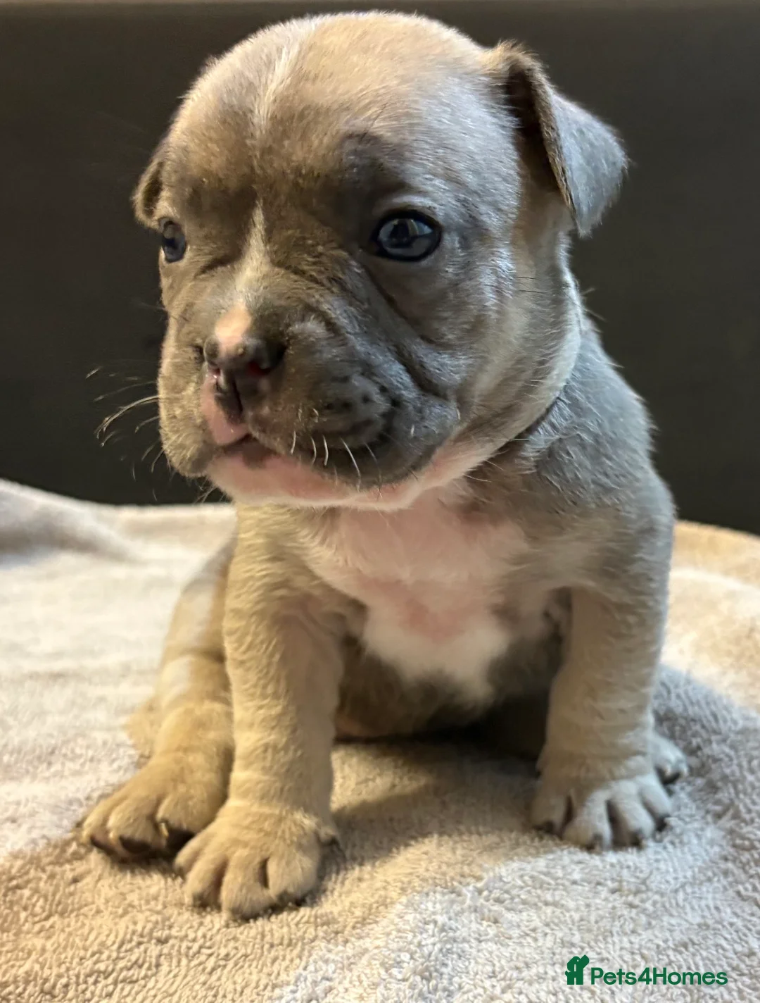 Mixed Breed dogs for sale: Frenchie mix - Advert 14