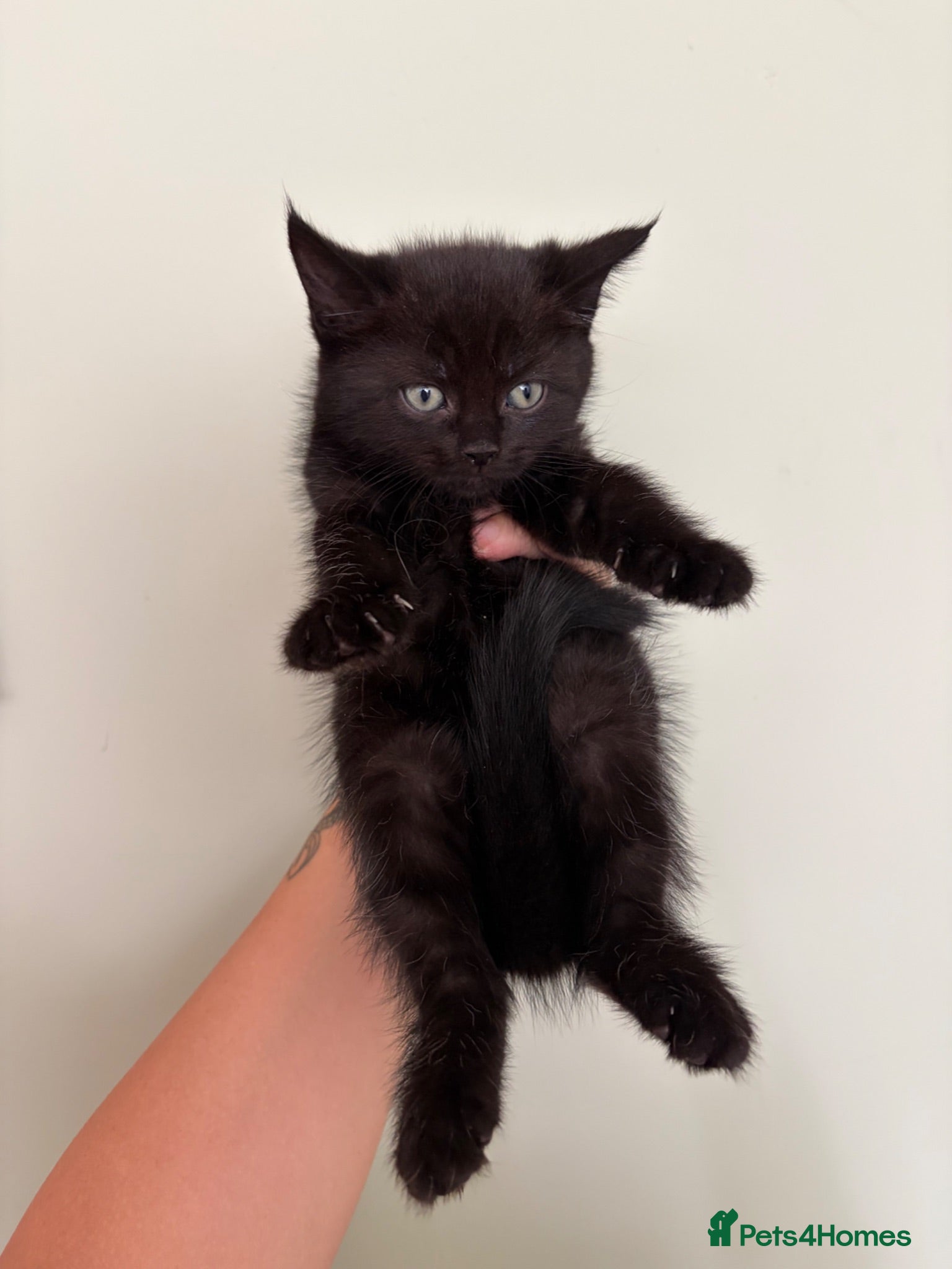 Mixed Breed cats Mixed BombayxRagdoll  - Advert 5