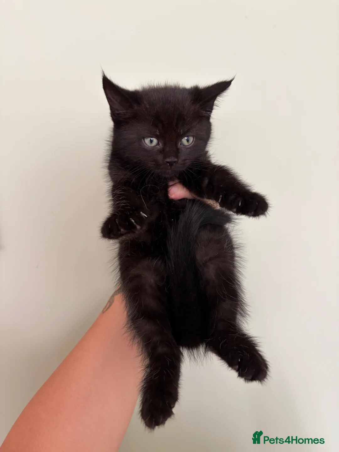 Mixed Breed cats for sale: Mixed BombayxRagdoll  - Advert 1
