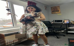 Yorkshire Terrier dogs for sale: Naughty needs a new lovely home  - Image 4