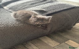 Mixed Breed cats for sale: Beautiful grey girl - Image 2