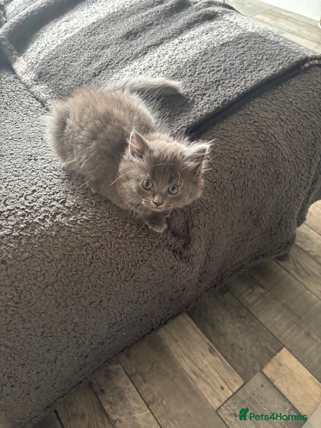 Mixed Breed cats for sale: Beautiful grey girl - Image 2