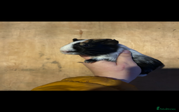 Guinea Pig rodents for sale: 2 gorgeous female guinea pigs  - Advert 4