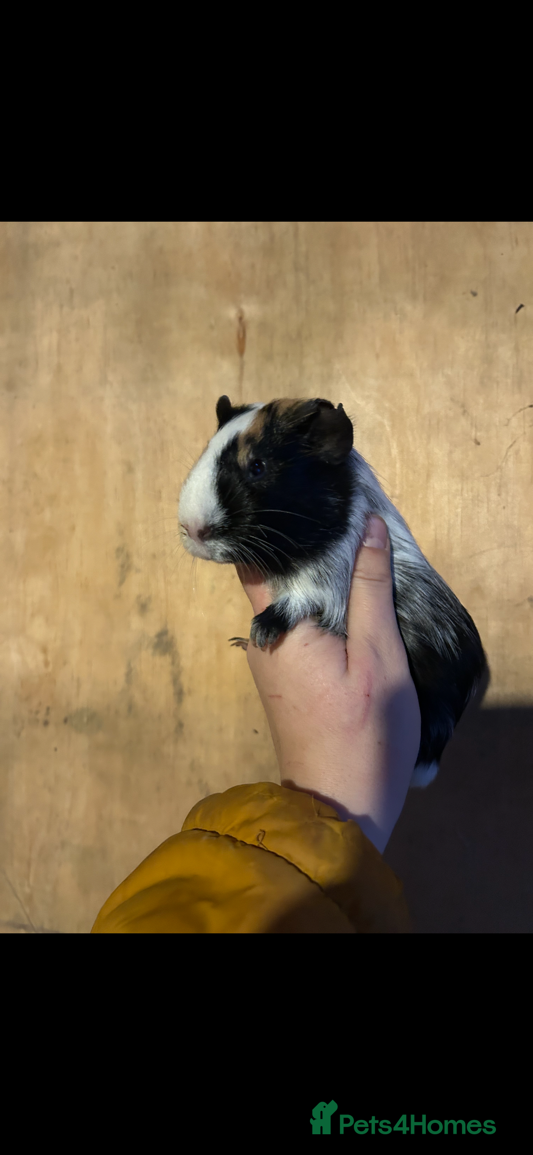 Guinea Pig rodents for sale: 2 gorgeous female guinea pigs  - Advert 4