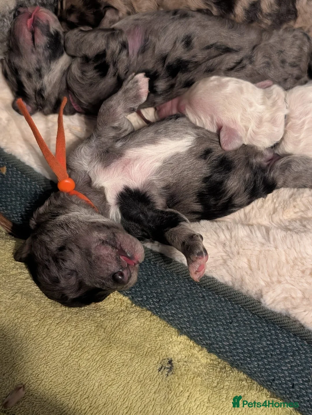 Goldendoodle dogs for sale: Unique goldendoodle puppies  - Advert 8