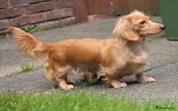 Dachshund dogs for sale: KC beautiful cream dachshund miniature long haired - Image 11