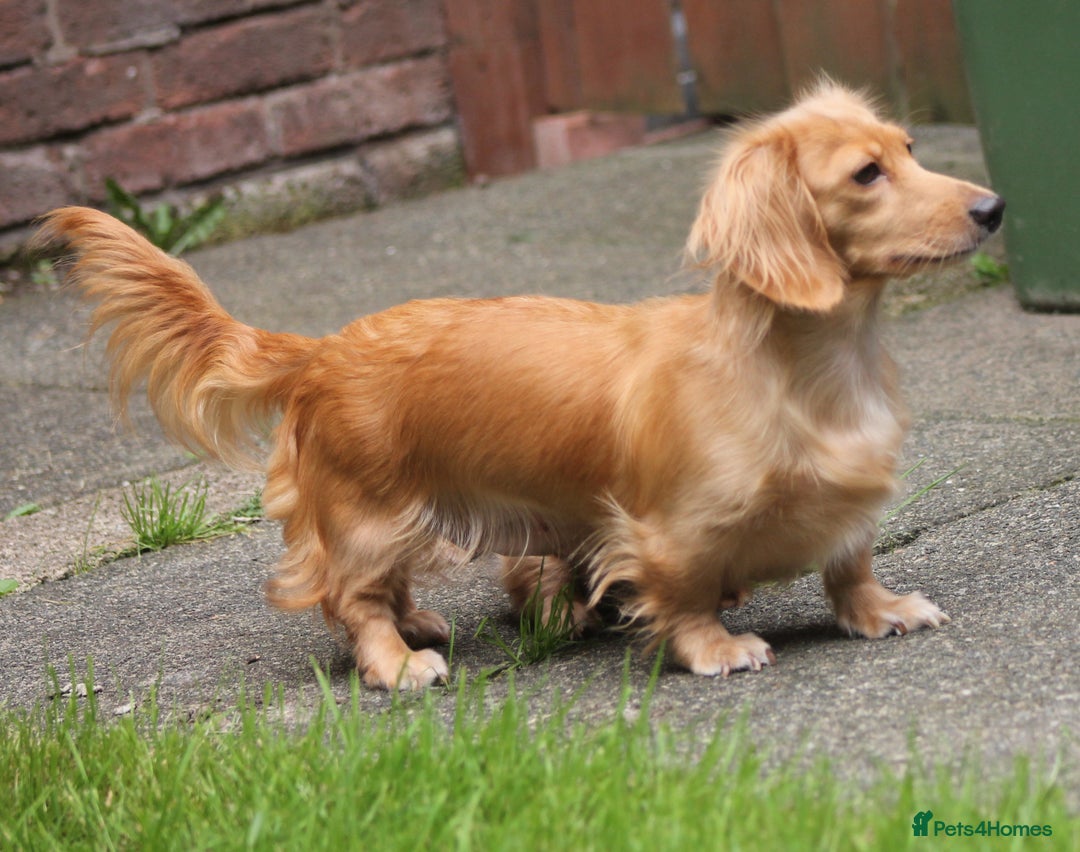 Dachshund dogs for sale: KC beautiful cream dachshund miniature long haired - Image 11
