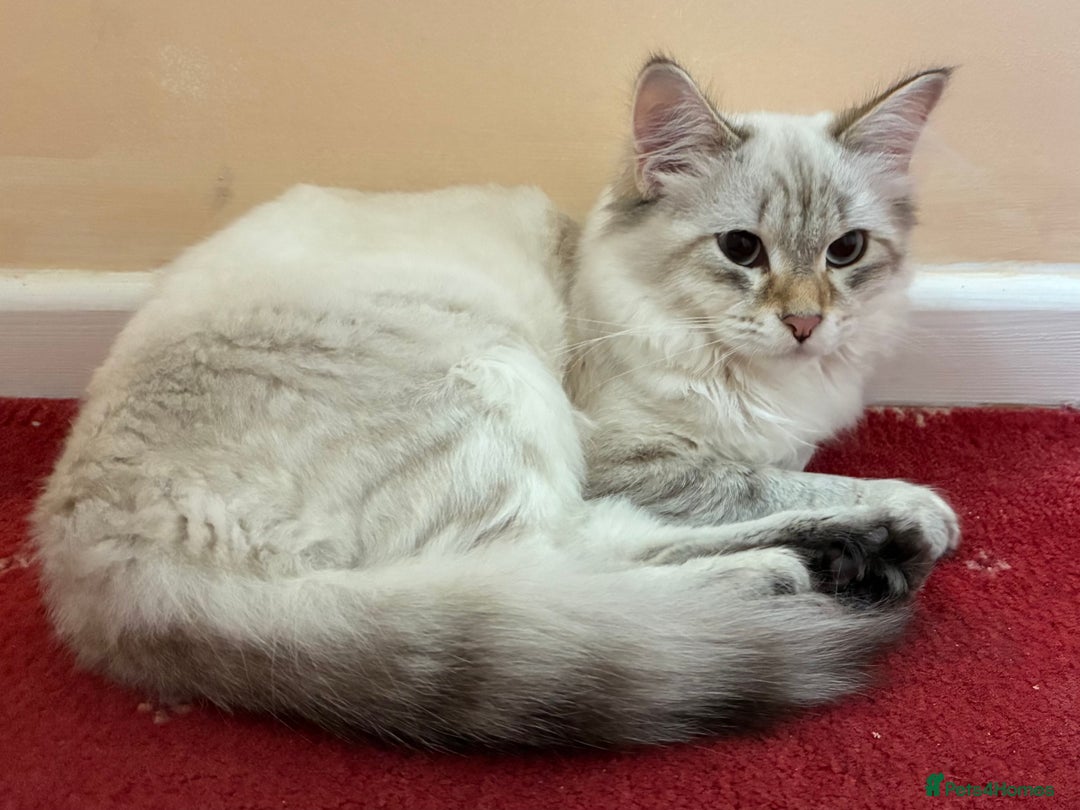 Siberian cats for sale: Affectionate Siberian Kitten - Image 1