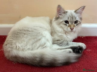 Siberian cats - Advert 2