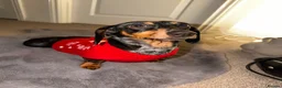 Dachshund dogs for sale: Female Dachshund  - Advert 1