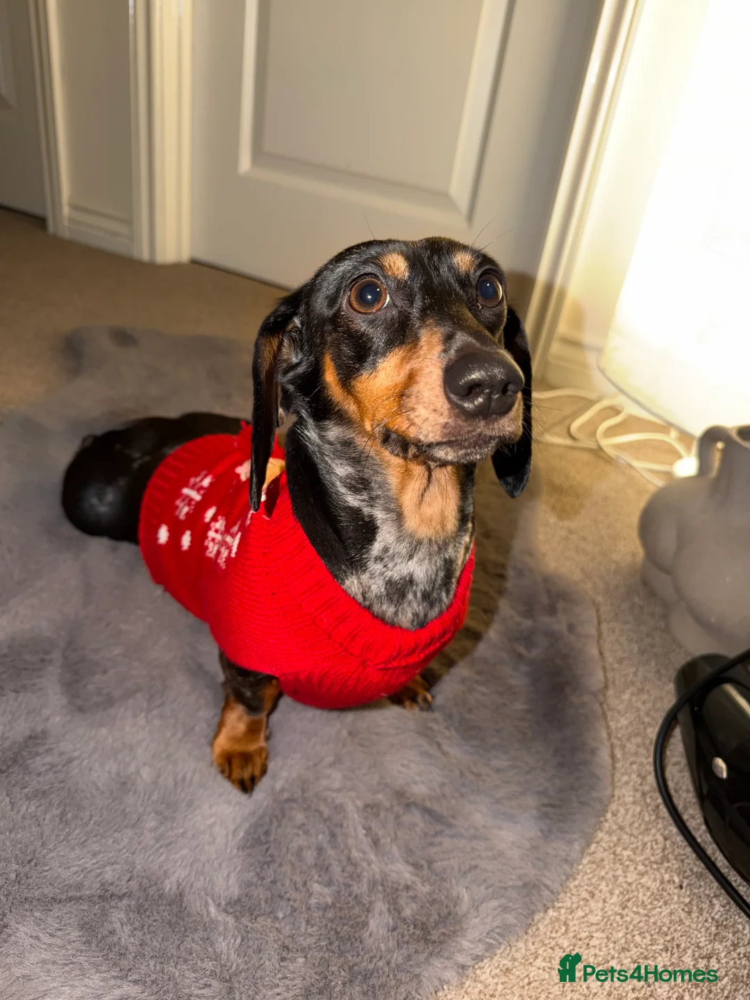 Dachshund dogs for sale: Female Dachshund  - Advert 1