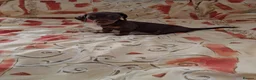 Dachshund dogs for sale: Dachshund puppies ready for new home  - Advert 22