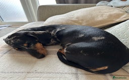 Miniature Dachshund dogs for sale: Stunning litter of 4 KC Reg puppies  - Image 7