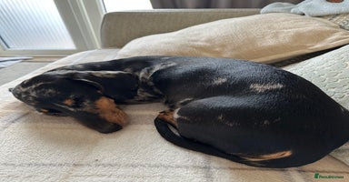 Miniature Dachshund dogs - Advert 5