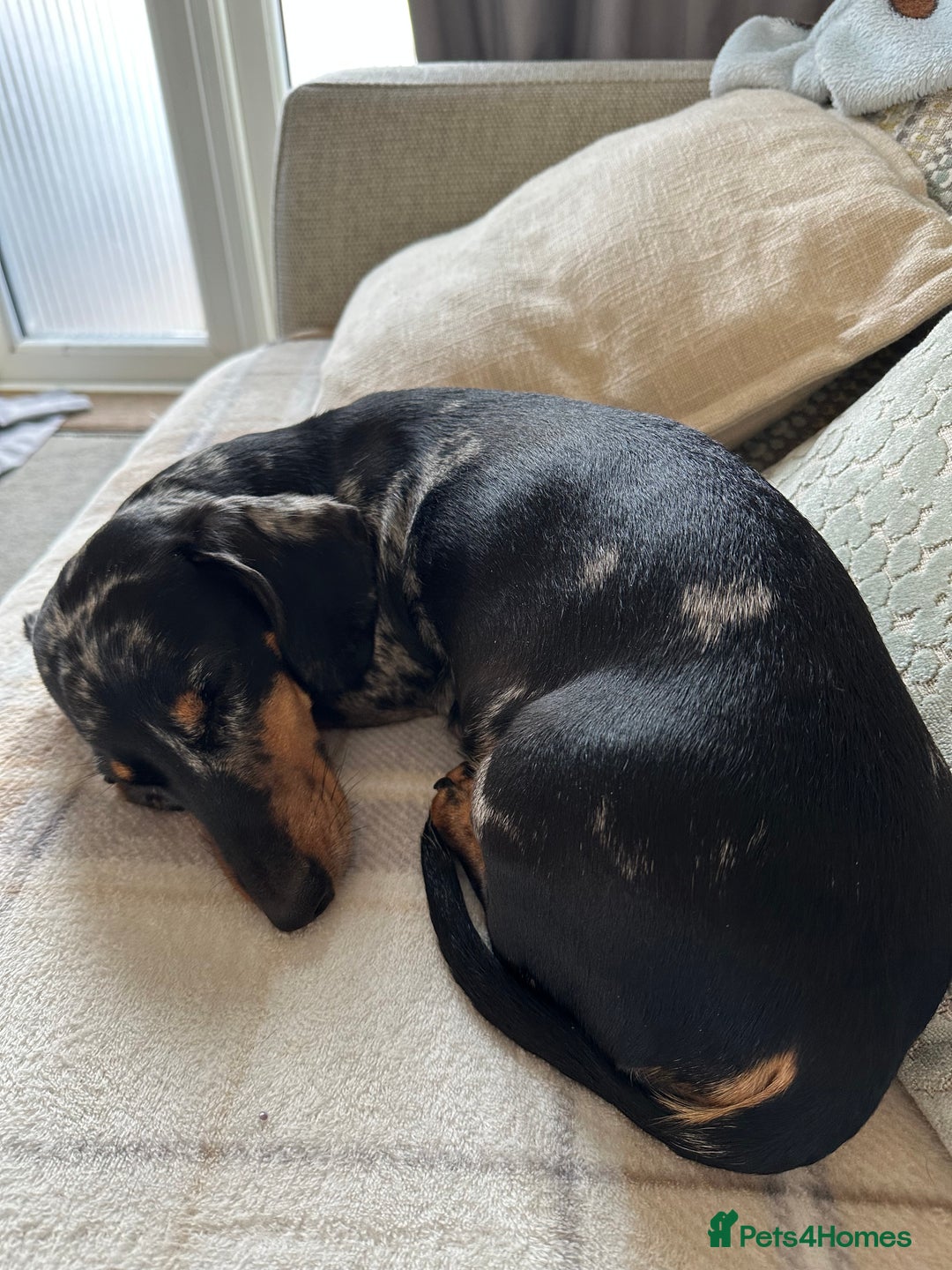 Miniature Dachshund dogs for sale: Stunning litter of 4 KC Reg puppies  - Image 7