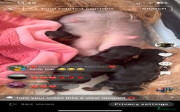 Yorkshire Terrier dogs for sale: *READY * MINIATURE MALE YORKIE - Image 6