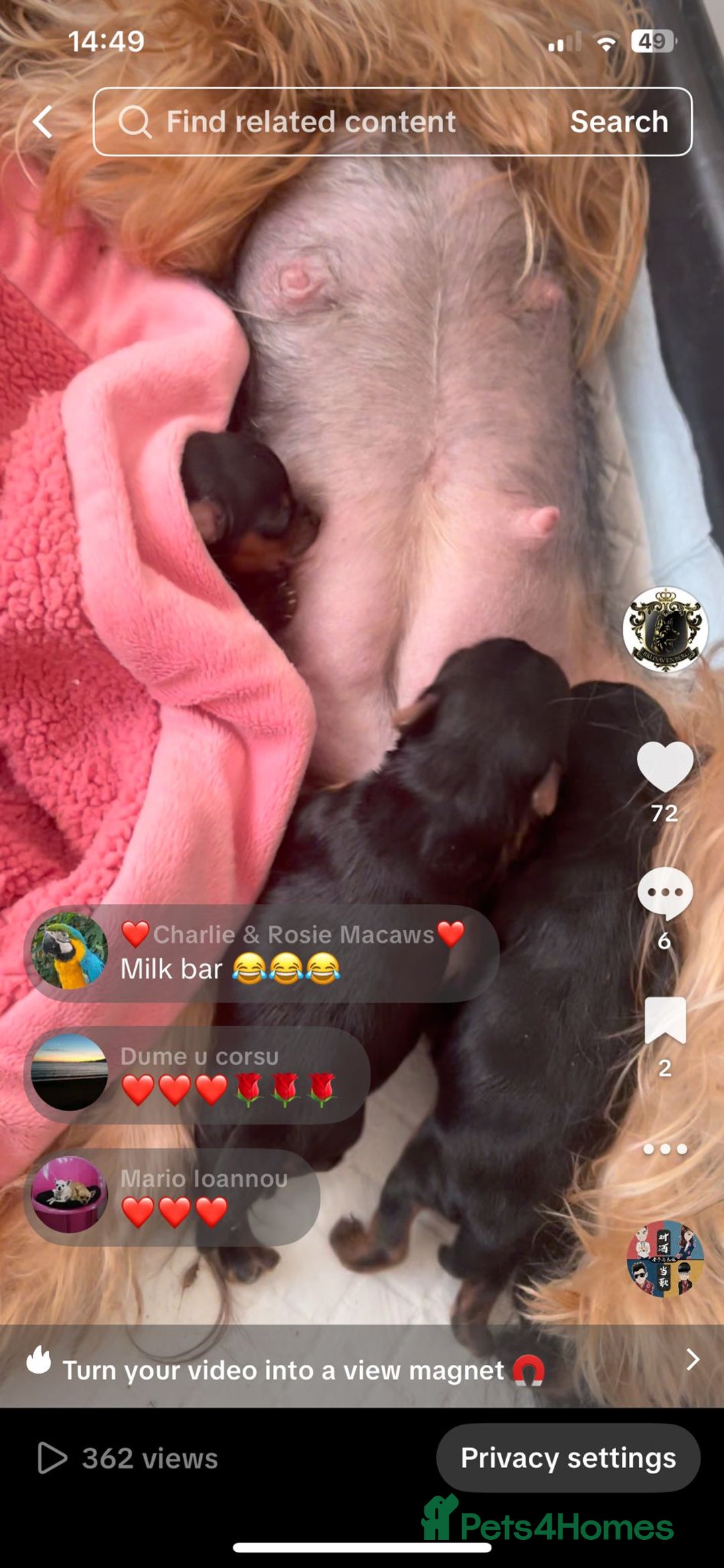 Yorkshire Terrier dogs for sale: *READY * MINIATURE MALE YORKIE - Image 6