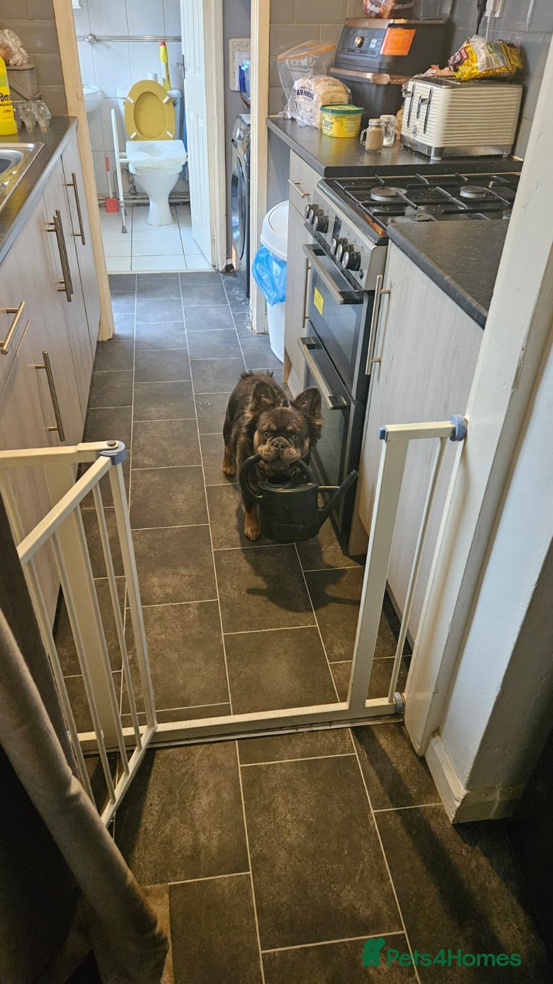 French Bulldog dogs for sale: Fluffy french bulldog  - Advert 3