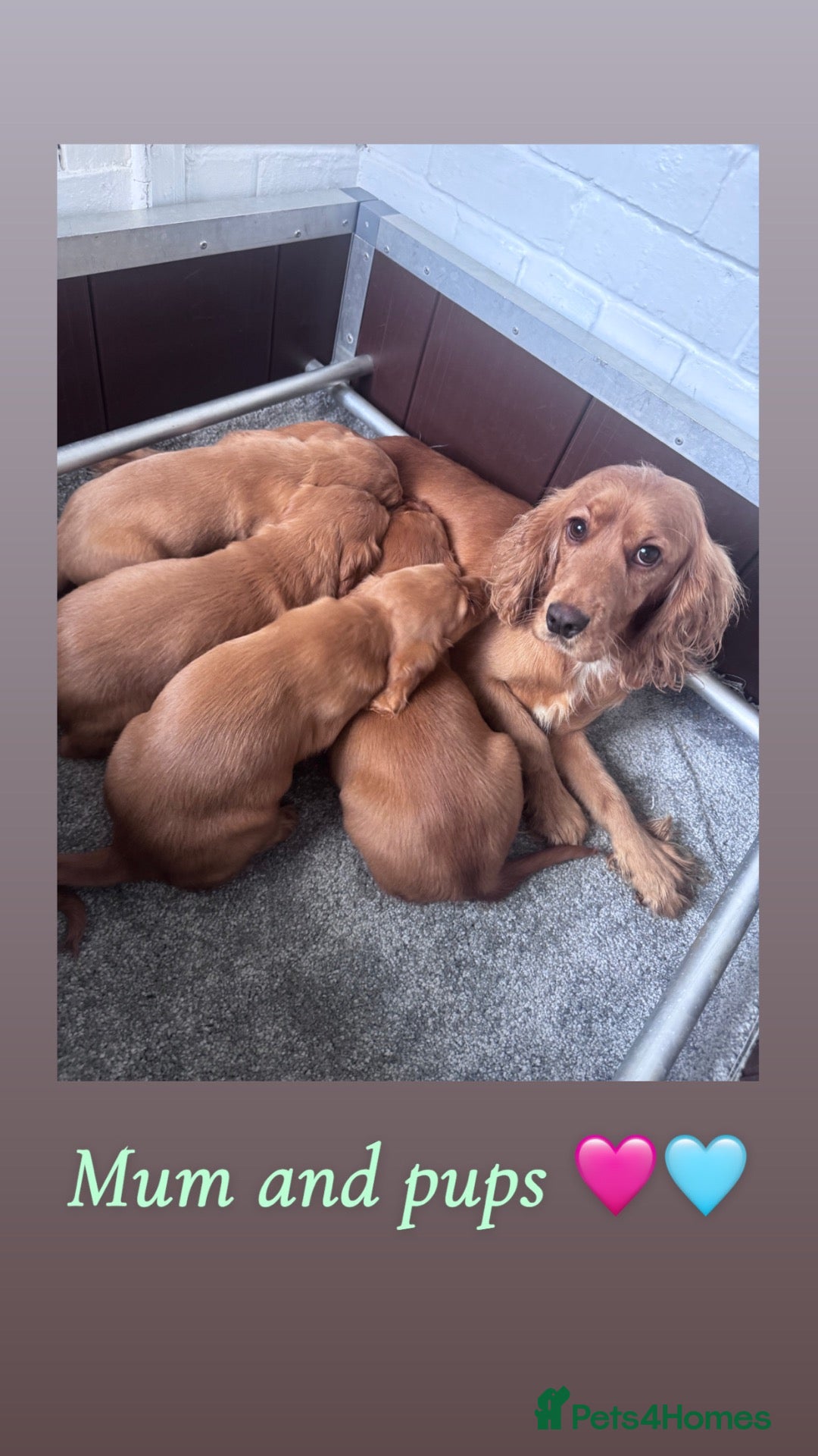 Cocker Spaniel dogs for sale: Cocker spaniel puppies ❤️ - Advert 1