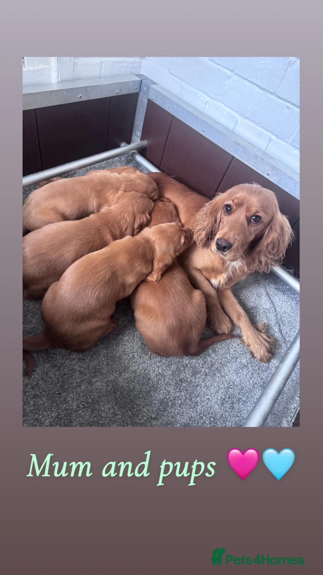 Cocker Spaniel dogs for sale: Cocker spaniel puppies ❤️ - Advert 1