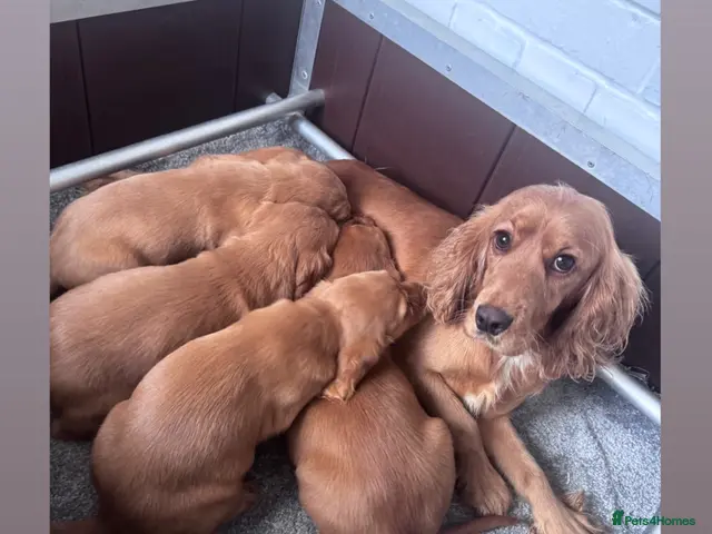 Cocker Spaniel dogs for sale: Cocker spaniel puppies ❤️ - Advert 2